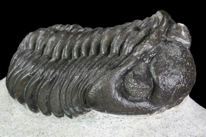 Adrisiops Weugi Trilobite - Recently Described Phacopid #110726